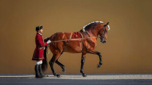 equitación portuguesa
