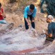 restos fósiles en Portugal